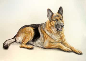 Nike, chien berger allemand en portrait animalier par jean-Jacques Onate